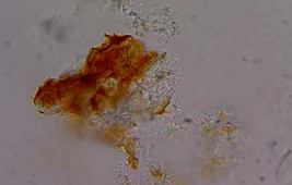 Кристаллы под микроскопом