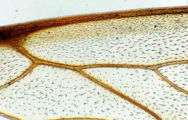 Насекомые под микроскопом: фото с названиями