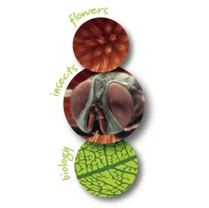 Микроскоп детский портативный Navir «Зумскоп» 20–40x, с подсветкой, изображение 4