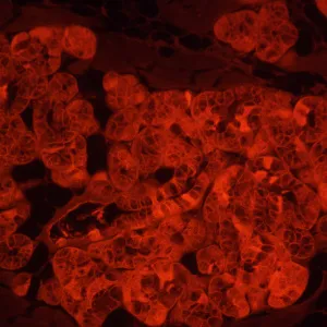 Микроскоп люминесцентный инвертированный MAGUS Lum V500L, изображение 18