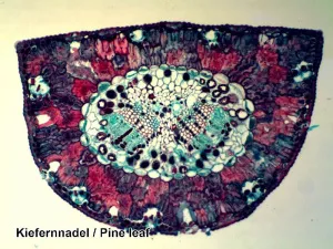 Набор микропрепаратов Bresser 50 шт., в кейсе, изображение 4