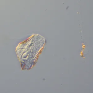 Устройство для работы методом дифференциально-интерференционного контраста (ДИК) MAGUS DIC290, изображение 14