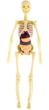 Исследовательский набор-конструктор ND Play «Строение тела» 6+, изображение 4