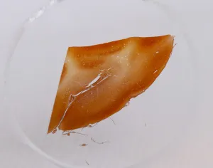 Набор микропрепаратов Konus 10: «Человеческое тело. Норма», изображение 4